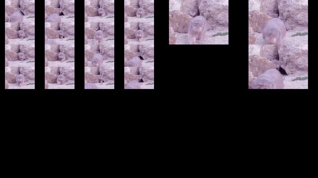 Один манул, два манула... но каждый раз добавляется еще один манул