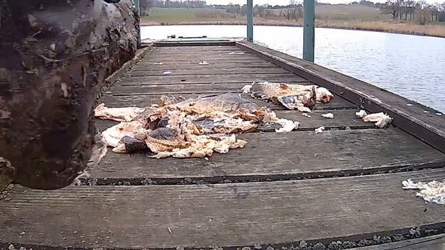 Army Boots Crush Smoked Fish