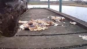 army boots crush smoked fish