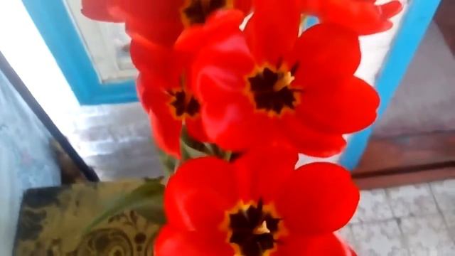 Тюльпаны смотреть онлайн