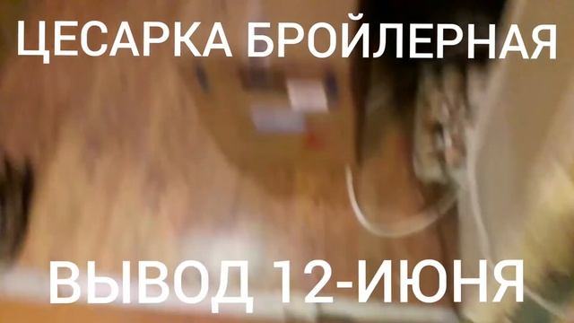 Цесарка Бройлерная(Франция)Вывод 12-июня смотреть онлайн