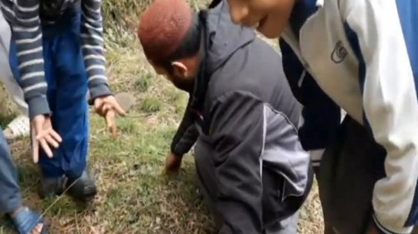 Morchella|Gucchi| Morchella Esculenta Mashrooms