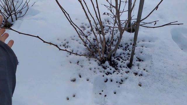 ОРГАНИЧЕСКОЕ УДОБРЕНИЕ . Куряк гранулированный , результат уже радует !)) смотреть онлайн
