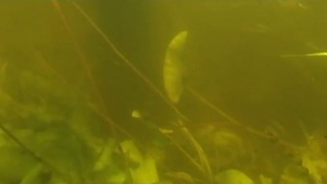 Донная ловля белой рыбы 5 http://fish73.ml/ смотреть онлайн