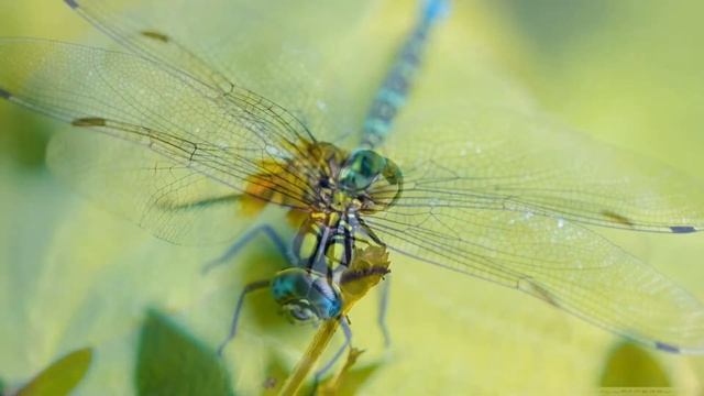 Стрекози: удивительные насыкомые смотреть онлайн