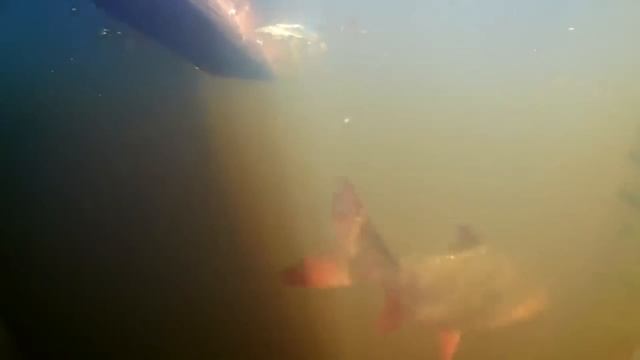 Прогноз клева рыбы на эту неделю с 18 по 24 Июля. Календарь рыбака на Июль Календарь клева рыбы 202 смотреть онлайн