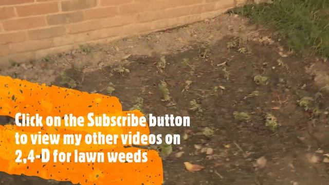 WARNING: Do not spray 2,4-D near tomato plants смотреть онлайн