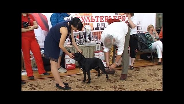 Национальная выставка стаффордширских бультерьеров 8.06.13, г Новосибирск смотреть онлайн