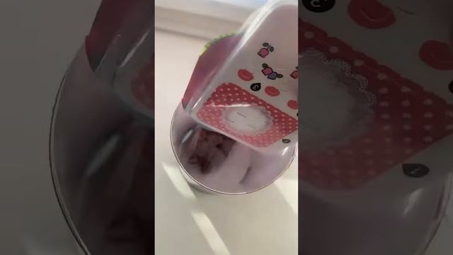 Сюрприз Hello Kitty? смотреть онлайн
