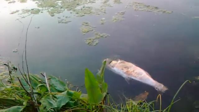 Отравленная рыба. смотреть онлайн