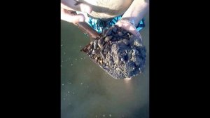 Как правильно копать морского черноморского червя