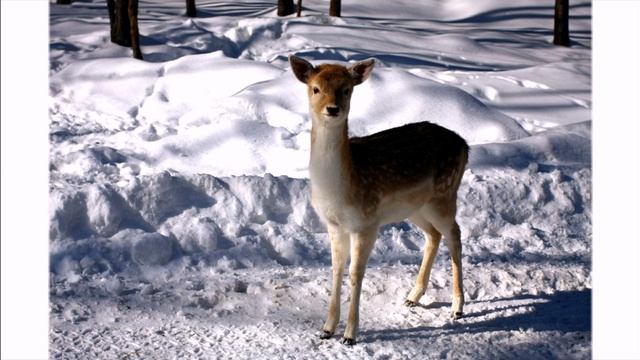 cute newborn animals 2016 | Маленькие животные фото | кролики | слоники смотреть онлайн