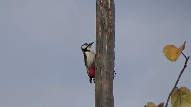 Как дятел долбит дерево ( Like a woodpecker hammering into the wood) смотреть онлайн