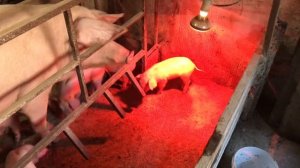 ФИКСИРОВАНЫЙ СТАНОК для  ОПОРОСА своими РУКАМИ//ОТКОРМ СВИНЕЙ