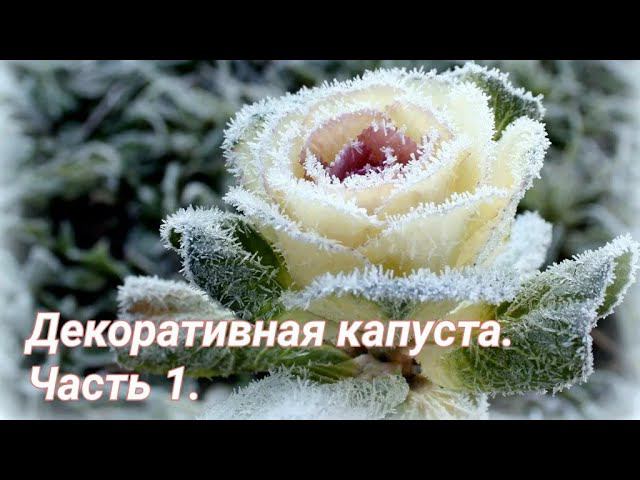 Декоративная капуста. Посев и подбор сроков. смотреть онлайн