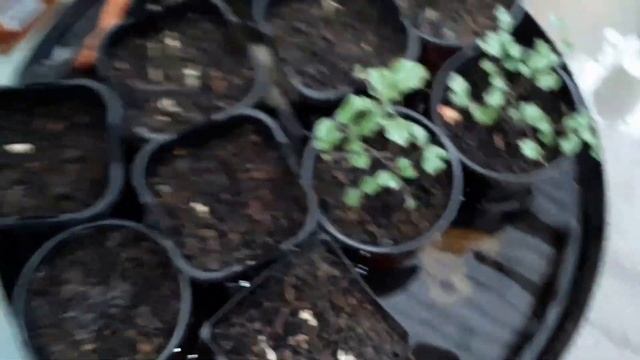 Ramble on tips and tricks to plant up Pittosporum cuttings in autumn. смотреть онлайн