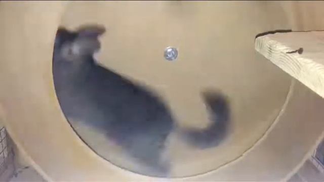 Chinchilla Running Wheel 2