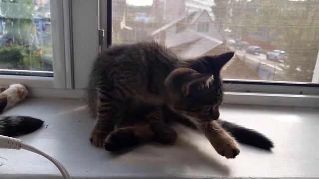 Котенок ловит мух смотреть онлайн