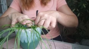 Пересадка зефирантеса (спасаю залитое растение)