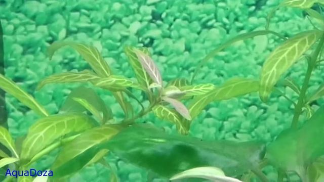 ГИГРОФИЛА МНОГОСЕМЕННАЯ. Аквариумные растения. смотреть онлайн