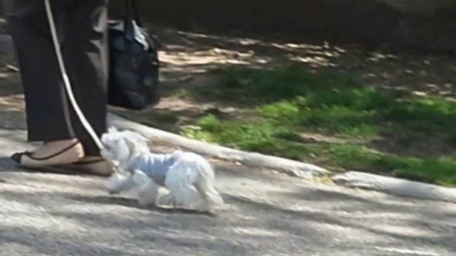 Собаки Италии - охотники за привидениями! смотреть онлайн