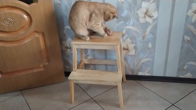 Котейка с хвостом 2 смотреть онлайн