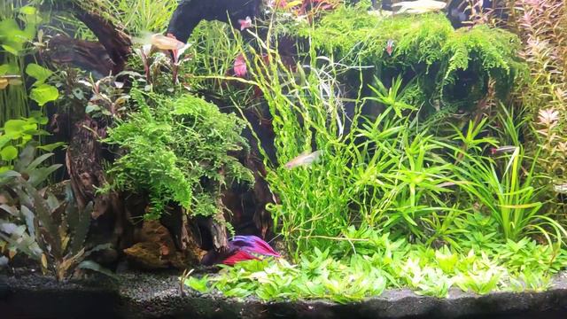 Христос Воскрес смотреть онлайн