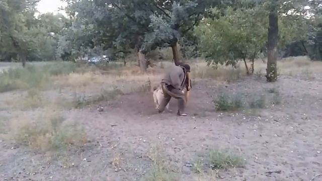 Собака Кавказская овчарка Королева Красоты Лебенскрафт. Дрессировка по охране вещи. Защита хозяина смотреть онлайн