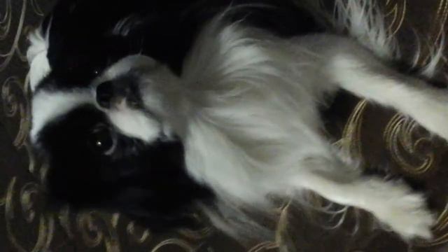 Танец Юки на песню,, Девочка космос,,🐶🐶🐶😂😋😍😍😍😍 смотреть онлайн