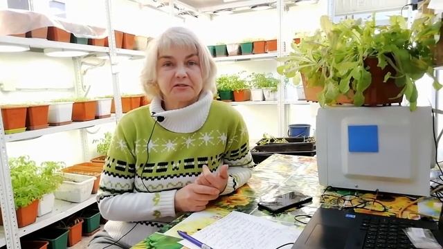 "Марманде-Юсуповой" раннеспелый универсальный сорт смотреть онлайн