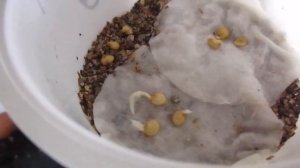 Проверка семян перца на всхожесть. Посадка.