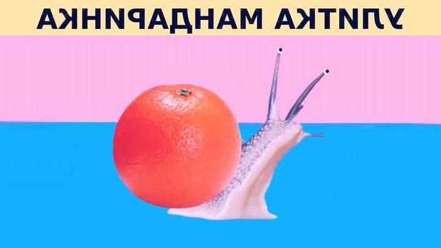 улитка мандаринка туц ту дуц (оригинальная версия) смотреть онлайн