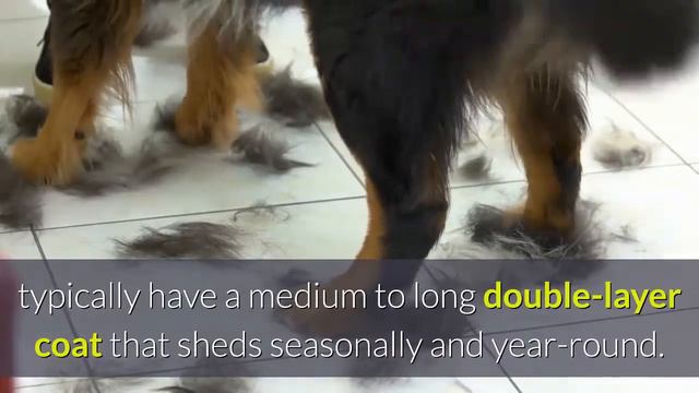 Meet The Endearing Great Pyrenees Australian Shepherd Mix!