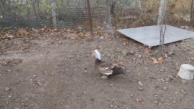 Привёз селезня индоутки.