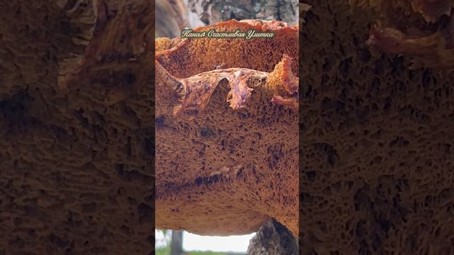 Грибы на дереве в центре города смотреть онлайн