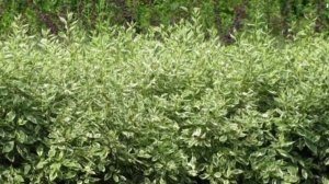 Живая изгородь из дерена.Современная живая изгородь из дерена.