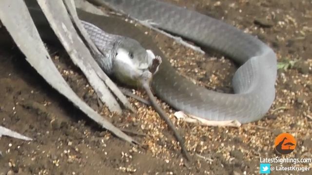 Black Mamba Snake Kills & Swallows Mouse смотреть онлайн