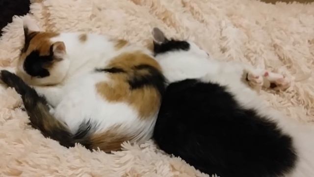 Как быстро кошки ужиться могут | Видео рассказ о 2 кошке в доме | Как подружить смотреть онлайн