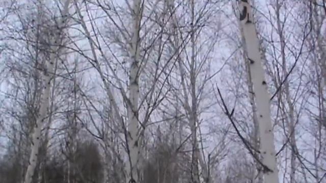 Омские лайки. Натаска на колонка смотреть онлайн