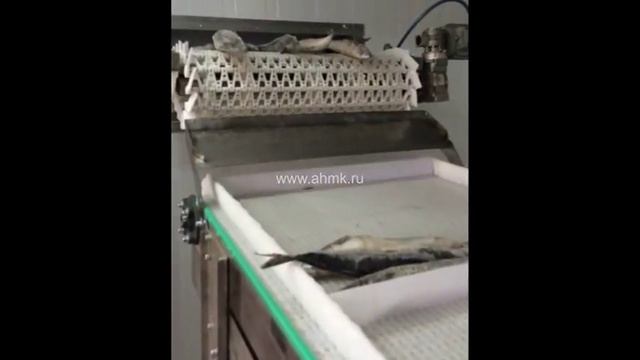 Шоковая заморозка рыбы на спиральном конвейере с последующим глазированием погружением смотреть онлайн