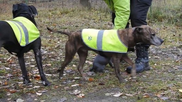 8 week old Blue Staff Puppy - First Time Outside! [Engstaff]