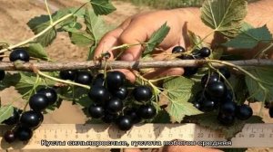 Самые сладкие сорта крупноплодной черной смородины