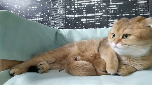 20 02 2023 Кошка стала мамой смотреть онлайн