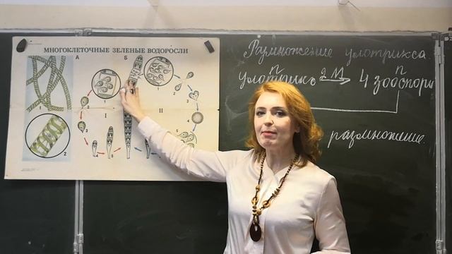 Биология, 6 класс. Размножение улотрикса смотреть онлайн
