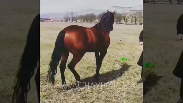 Карачаевский жеребец. КАРАЧАЕВСКАЯ ПОРОДА ЛОШАДЕЙ