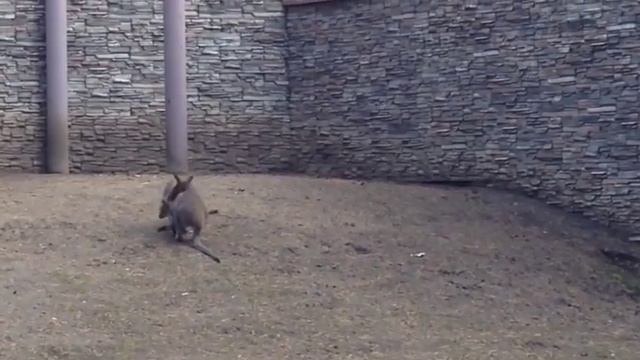 Кенгуру. Случайные кадры смотреть онлайн