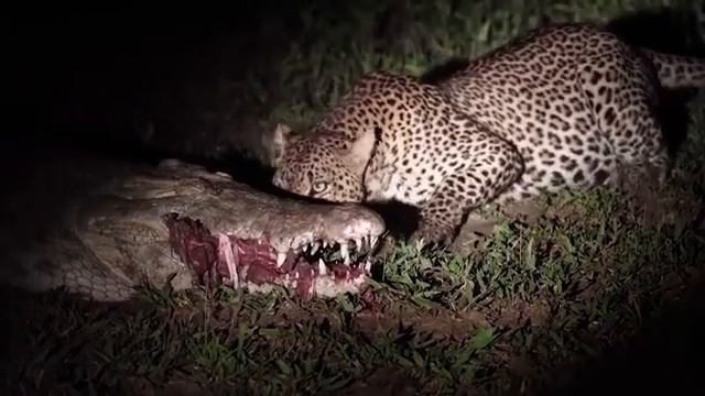 Леопард украл мясо у крокодила смотреть онлайн