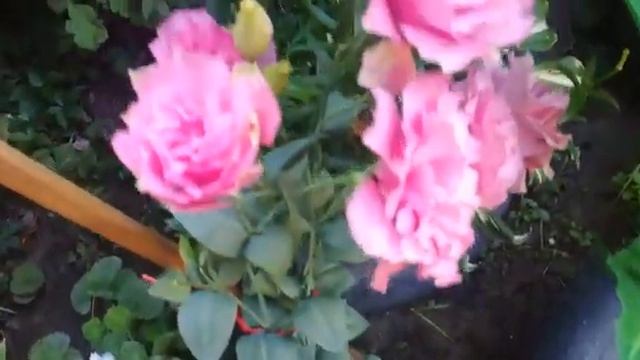 У нас пополнение в семействе. Взрослый петух Брама. смотреть онлайн