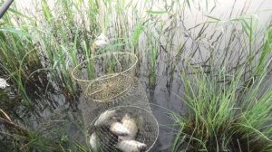 Рыбалка на поплавок летом.  Рыбалка на карася. Рыбалка в Иркутске летом. Рыбалка-2021. Клёв карася.