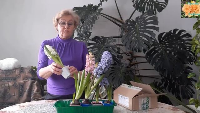 Гиацинт отцвел что дальше делать с луковицей